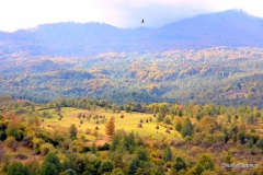 breb-maramures-peisaj