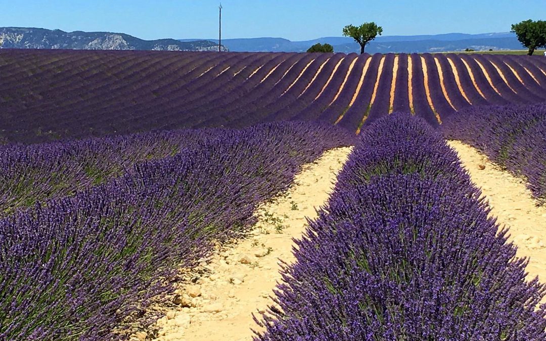 În Provence, pe drumurile lavandei